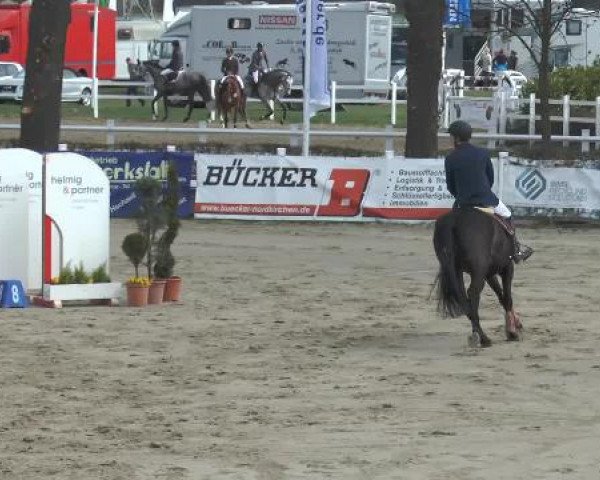dressage horse Showtime 73 (Rhinelander, 2009, from Show Star)