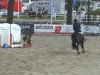 dressage horse Showtime 73 (Rhinelander, 2009, from Show Star)