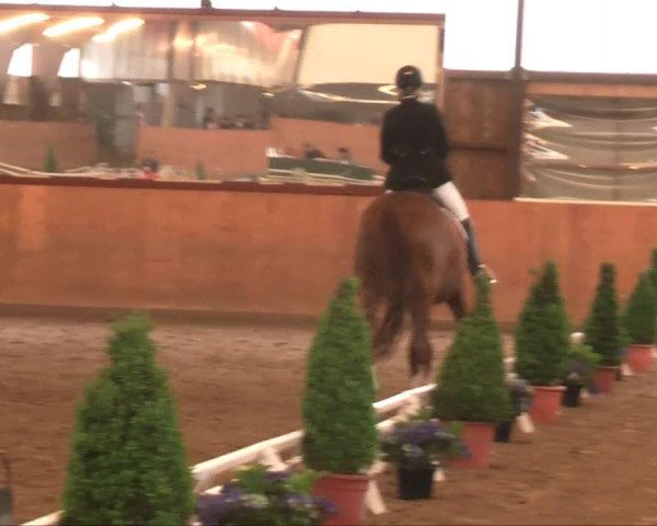 dressage horse Inflagranti 13 (Trakehner, 1999, from Buddenbrock)