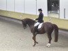 dressage horse Amber 81 (KWPN (Royal Dutch Sporthorse), 2005, from Don Primero)