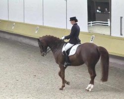 dressage horse Amber 81 (KWPN (Royal Dutch Sporthorse), 2005, from Don Primero)