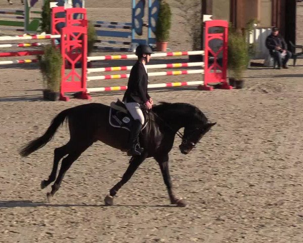 Reitturnier Westergellersen 2021