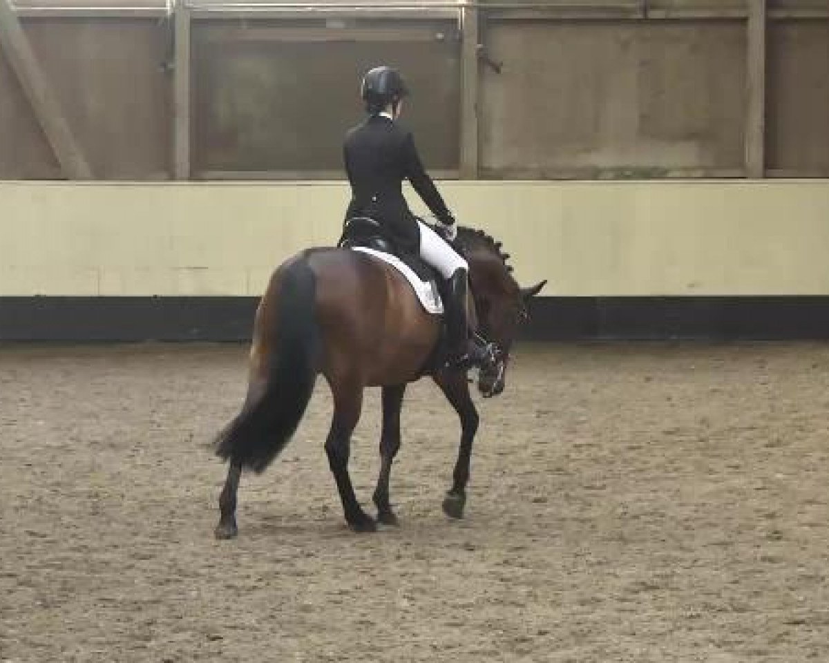 dressage horse Hobbit 9 (Sachse, 2000, from Handryk)