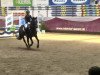 jumper Nordstern 98 (German Riding Pony, 1999, from Nobelchamp)