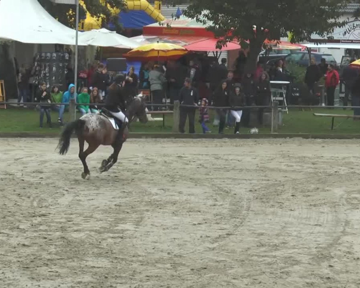 dressage horse Minerva Shadow (German Riding Pony, 2004, from Shogun)