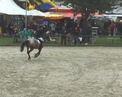 dressage horse Minerva Shadow (German Riding Pony, 2004, from Shogun)