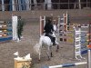 jumper Nobile de Bianco (German Warmblood, 2000, from Nightstar DR)