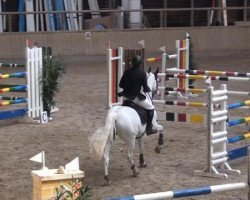 jumper Nobile de Bianco (German Warmblood, 2000, from Nightstar DR)