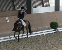 dressage horse Nuja 21 (German Riding Pony, 1995, from Navaro)