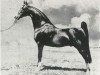 Deckhengst Cameo Kirby (American Saddlebred Horse, 1929, von Edna May's King)