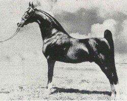 stallion Cameo Kirby (American Saddlebred Horse, 1929, from Edna May's King)