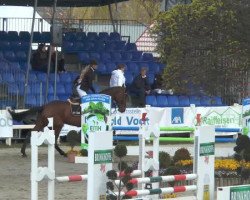 jumper Chacquenta (Oldenburg show jumper, 2009, from Chacco-Blue)