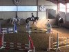 dressage horse Celebration 11 (German Riding Pony, 2000, from Croupier)