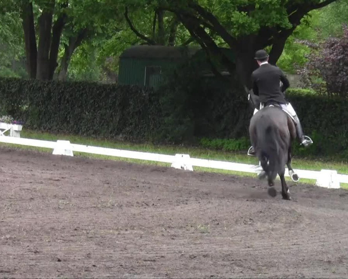 dressage horse Pikobello 10 (Westphalian, 2000, from Pik Labionics)
