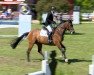 broodmare Quintess 12 (German Warmblood, 2006, from Quebec)