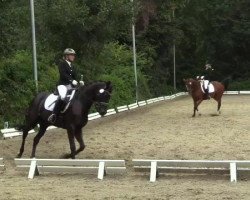 dressage horse Pia 606 (Saxony-Anhaltiner, 2000, from Paparazzo)