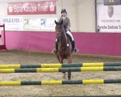 jumper Cataldo 5 (German Sport Horse, 2006, from Cashmaker)