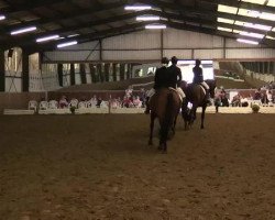 dressage horse Viviano (Rhinelander, 2003, from Veneziano W)