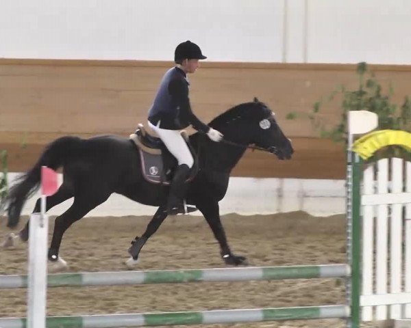 Deckhengst Quick Dance (New-Forest-Pony, 1998, von Quick Step)