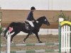 stallion Quick Dance (New Forest Pony, 1998, from Quick Step)