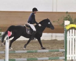 stallion Quick Dance (New Forest Pony, 1998, from Quick Step)