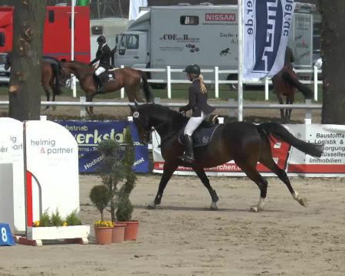 dressage horse Colani Royal (Westphalian, 2010, from Cassini Boy Junior)