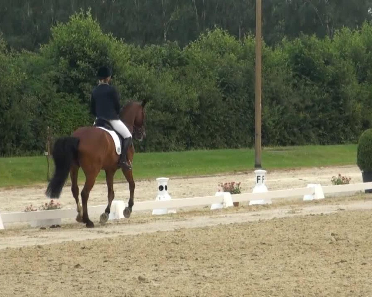 Springpferd Graf Lucky (Hannoveraner, 2005, von Graf Top)