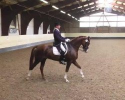 dressage horse Redford 46 (Hanoverian, 2003, from Rotspon)