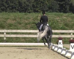 dressage horse Royal Rubin 12 (Oldenburg, 2005, from Royal Diamond)