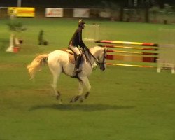 jumper Forman S (Hanoverian, 2000, from Fabriano)