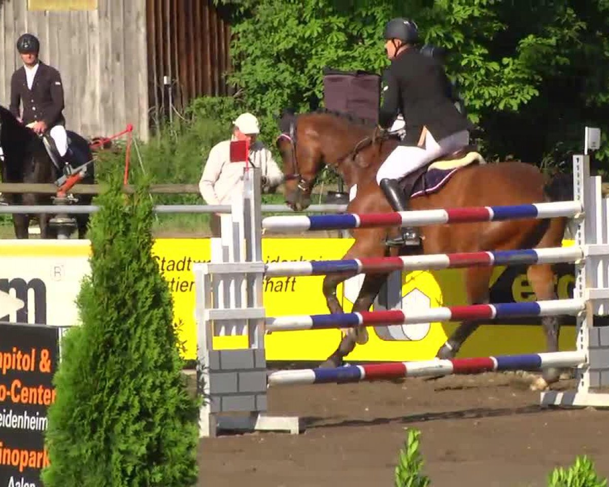 jumper Come On Joerg (Oldenburg, 2004, from Cheenook)