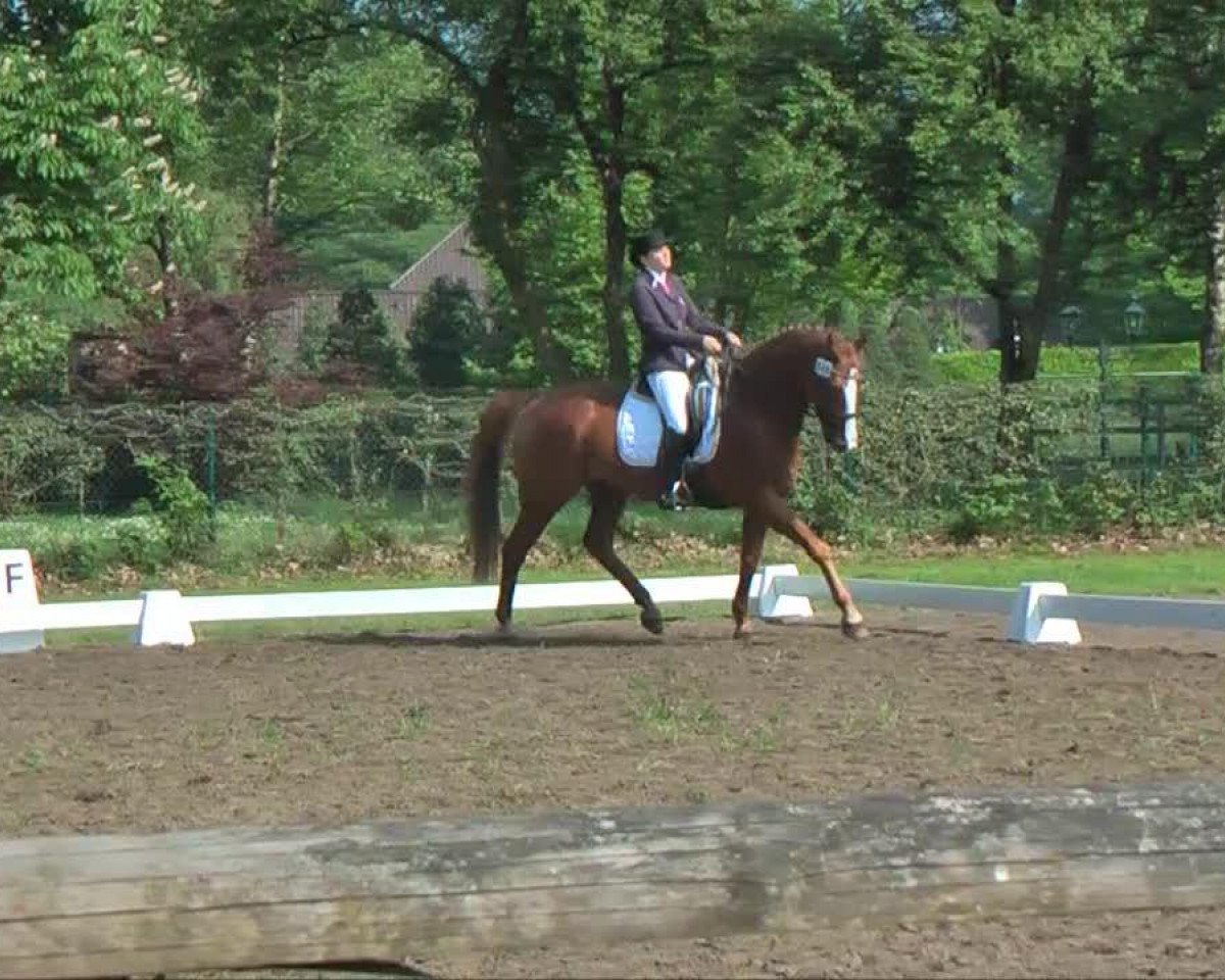 dressage horse Linaro 34 (Hanoverian, 2002, from Londonderry)