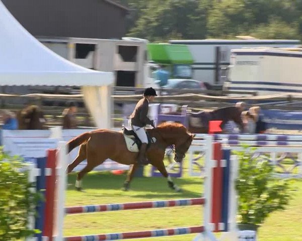 jumper Foxy Frieda (Hanoverian, 2003, from Feininger)