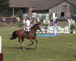 jumper Contentus 2 (Oldenburg show jumper, 2006, from Cafe au lait 2)