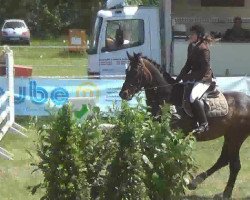 jumper Falk 188 (Hanoverian, 2000, from Fabriano)