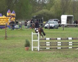 jumper Annelies 2 (Hanoverian, 2004, from Acorado I)