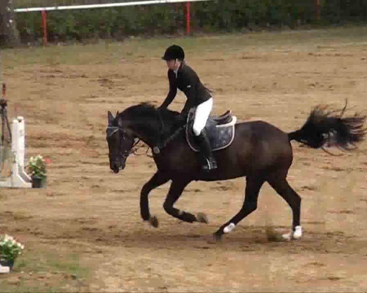 jumper Elwood Esbjerg (Hanoverian, 2000, from Escudo I)