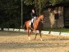 dressage horse Washington 145 (Hanoverian, 2001, from Wolkenstein II)