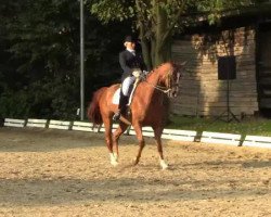 dressage horse Washington 145 (Hanoverian, 2001, from Wolkenstein II)