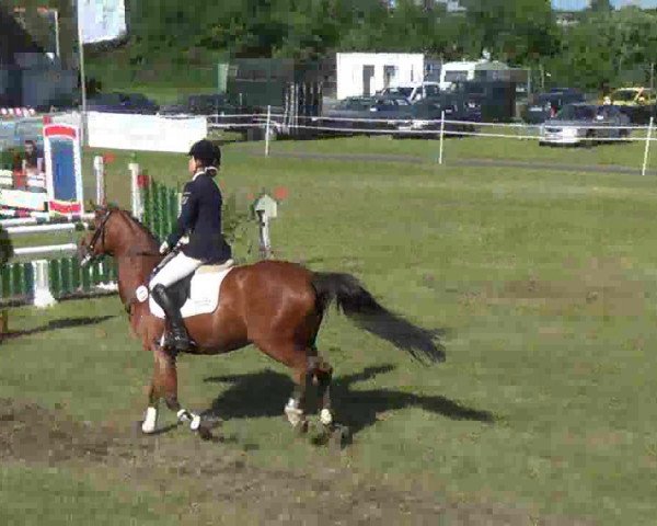 dressage horse St.Ann.Osten (German Riding Pony, 2003, from Montego N)