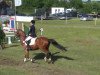 dressage horse St.Ann.Osten (German Riding Pony, 2003, from Montego N)