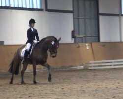 dressage horse Mescalero (German Riding Pony, 2000, from Menelaos)