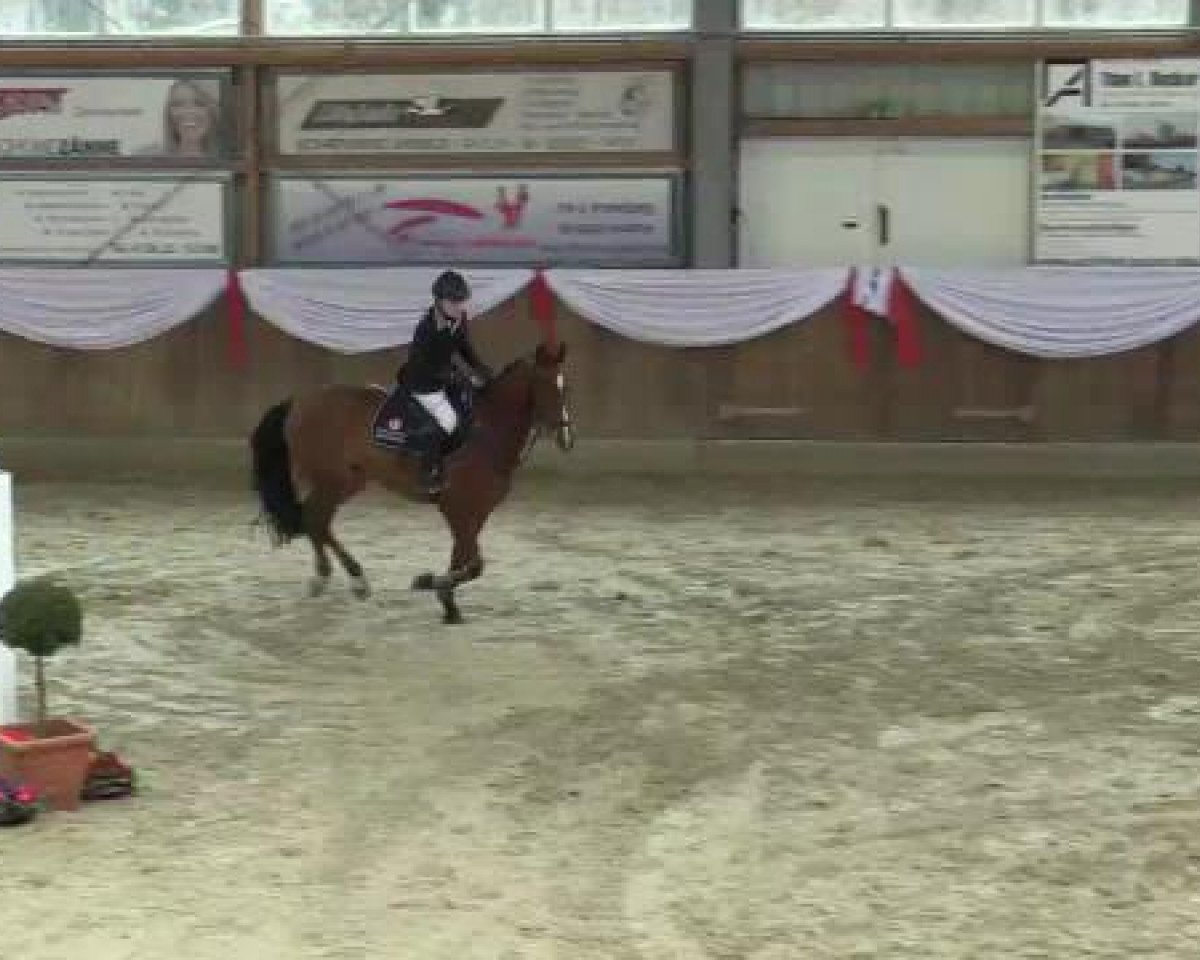 Springpferd Magic Sun (Deutsches Reitpony, 2001, von Magic Main)