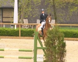 broodmare Padua (Oldenburg show jumper, 2001, from Padarco van het Hertsveld)