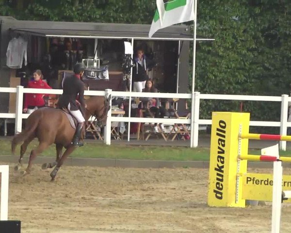 Springpferd Chamore Z (Zangersheide Reitpferd, 2002, von Charlie Z)