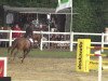 jumper Chamore Z (Zangersheide riding horse, 2002, from Charlie Z)