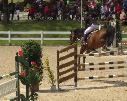 jumper Campino 264 (Holsteiner, 2001, from Contendro I)