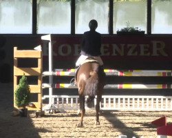 jumper Zigane 2 (KWPN (Royal Dutch Sporthorse), 2004, from Indoctro)