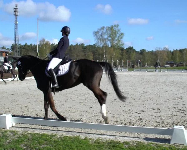 Reitturnier Westergellersen 2021