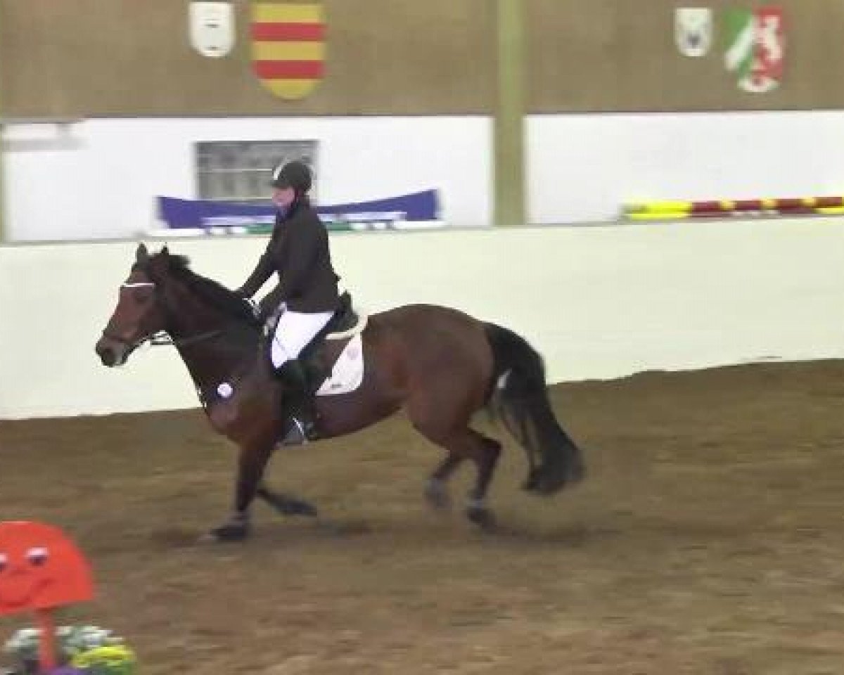 Zuchtstute Unbelievable (KWPN (Niederländisches Warmblut), 2001, von Burggraaf)